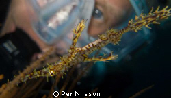 ornate ghost pipefish with diver in background by Per Nilsson 